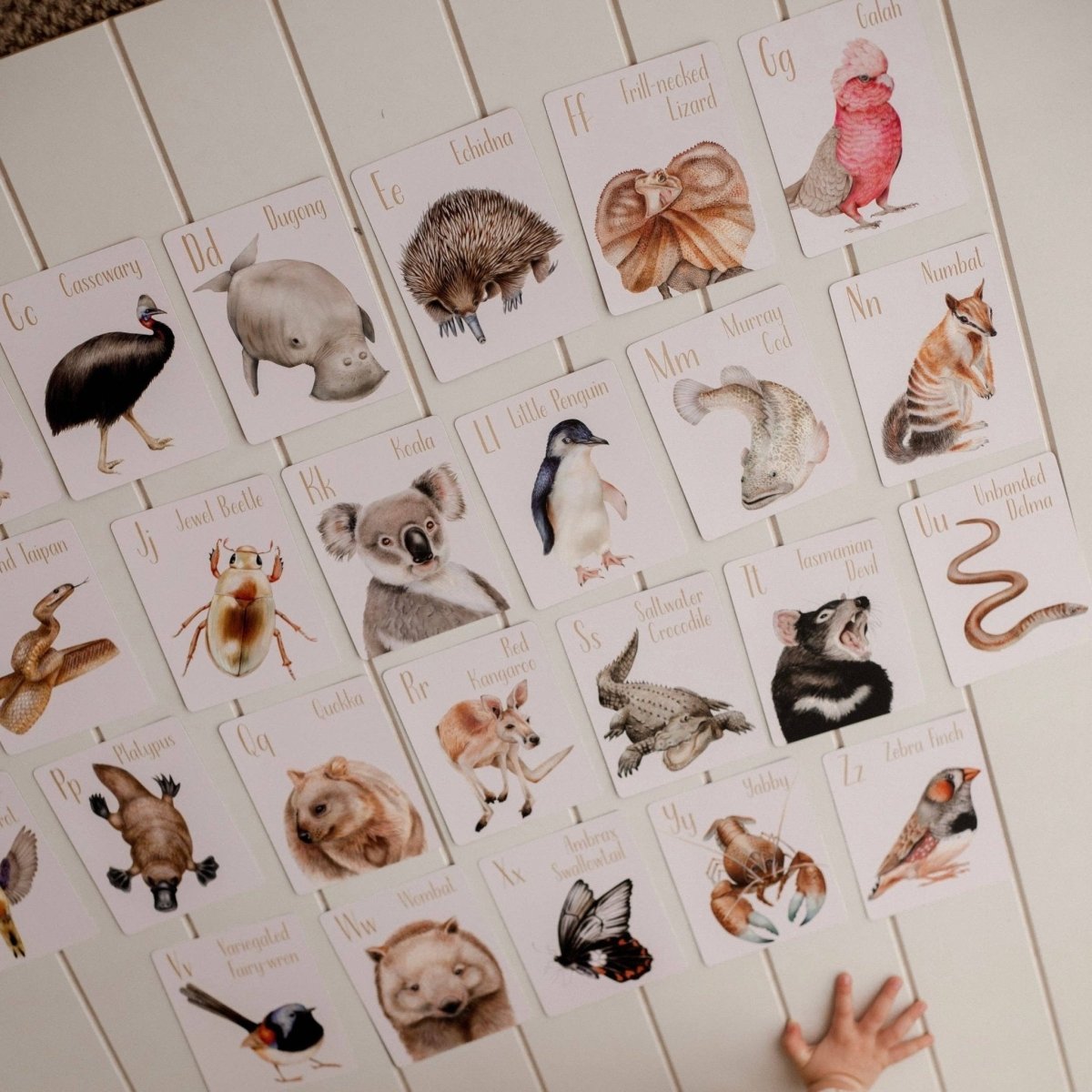 Australian Animal Alphabet Flash Cards by Modern Monty
