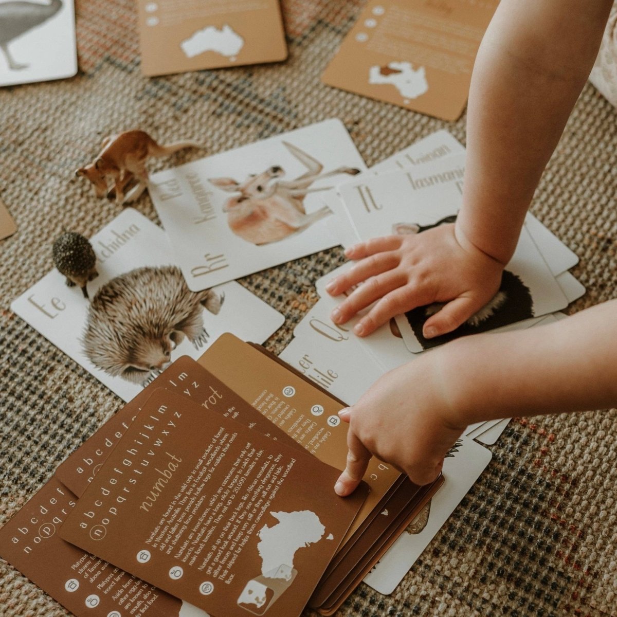 Australian Animal Alphabet Flash Cards by Modern Monty