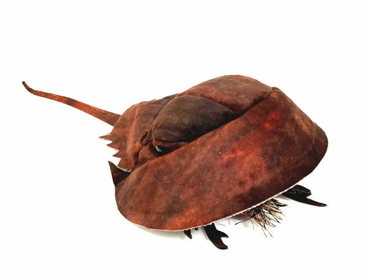 Horseshoe Crab Puppet - Folkmanis