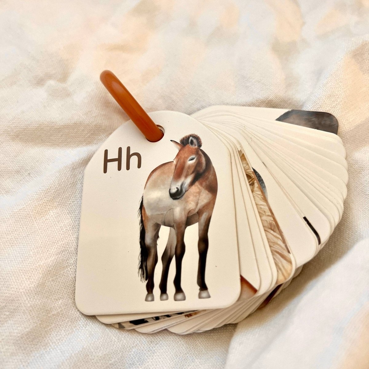 Ringed - Animal Alphabet Flash Cards by Modern Monty